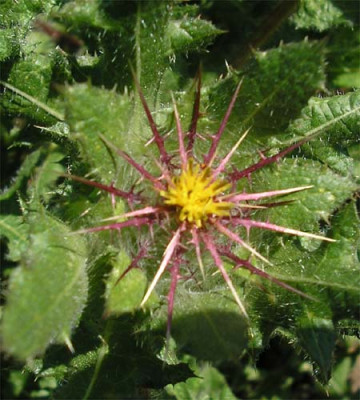 Benediktendistel.JPG
