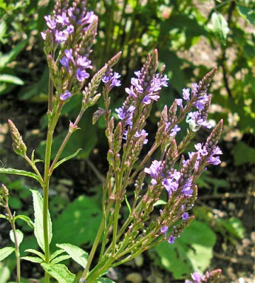 verbenia_hastata.JPG