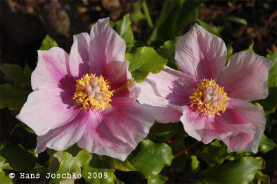 P.corsica1.jpg