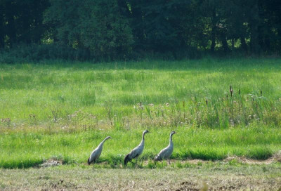 sonntagsspaziergang.jpg