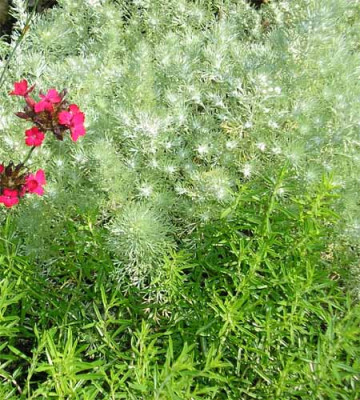 Bergbohnenkraut_und_Artemisia.JPG