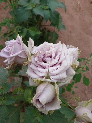 DSC_4027.JPG