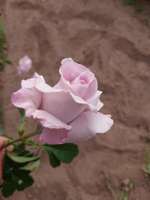 DSC_4056.JPG