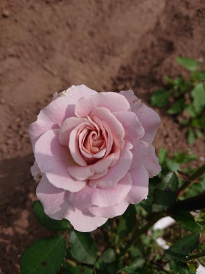 DSC_3100.JPG