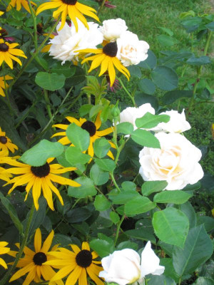 IMG_1374.JPG