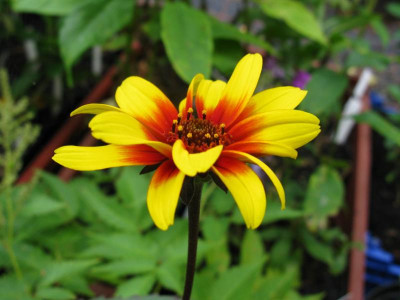Heliopsis Bleeding Heart Slg.JPG