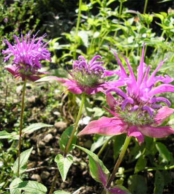 Wild-Bergamott.JPG