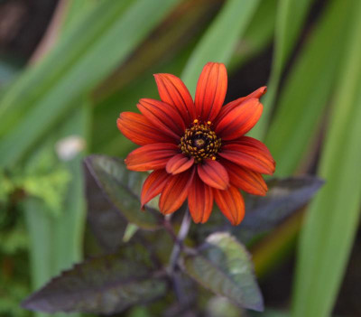 Heliopsis_scabra-BurningHearts.19-1.jpg