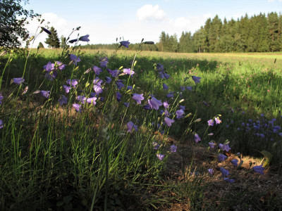 campanula.img.JPG