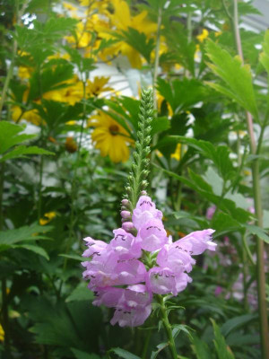 DSC06880.JPG