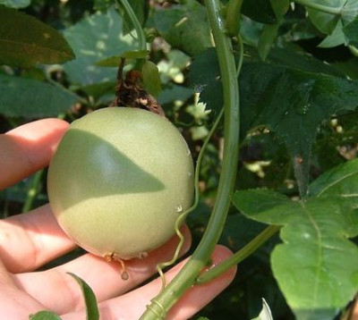 passiflora_edulis_frucht.jpg