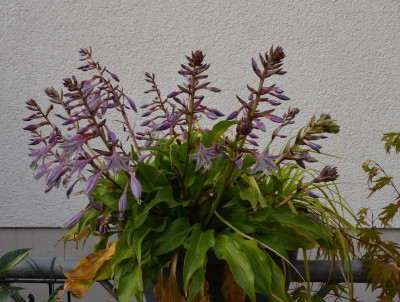 Hosta-RaspberrySorbet.19-1.jpg