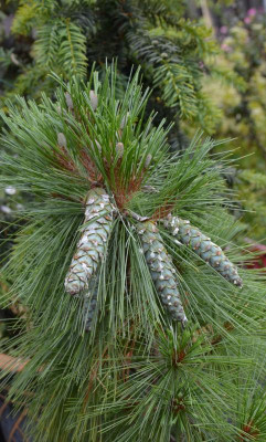 Pinus_schwerinii-Wiethorst.19-1.jpg
