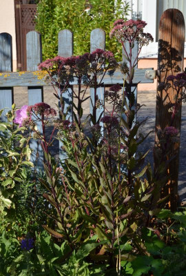 Sedum-GarnetBrocade.19-1.jpg