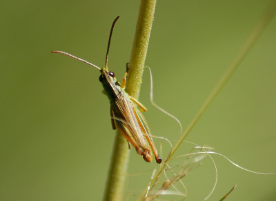 Schrecke-250607-.jpg