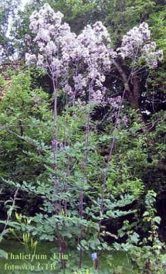 Thalictrum_Elin_5930_r12.jpg