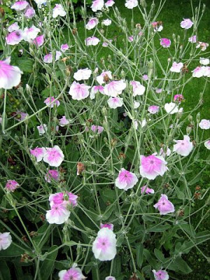Lychnis_coronaria_5931_r11.jpg