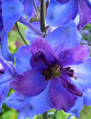 Delphinium_Tempelgong__5929_r11.jpg