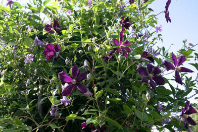 Cl.vit.Betty_Corning_u.Etoille_Violett0107.jpg