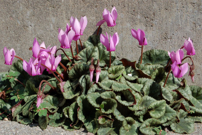 Cyc.purpurascens-M.jpg