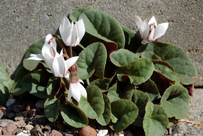 Cyc.purpurascens-AlbumM.jpg