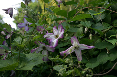 Cl.vit.Tango0107.jpg