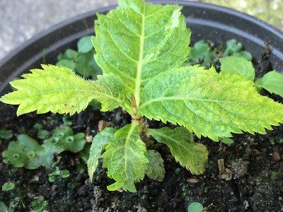 2019 09 02 Qua.jpg
