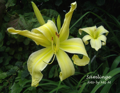 Imgp3206-Smlge.jpg