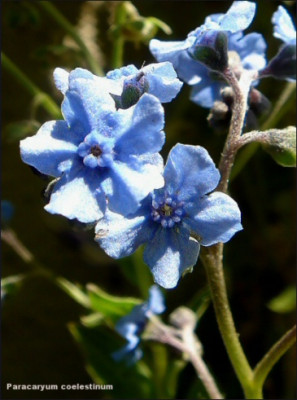 Paracaryum_coelestinum.jpg