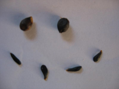 STA_5799.JPG
