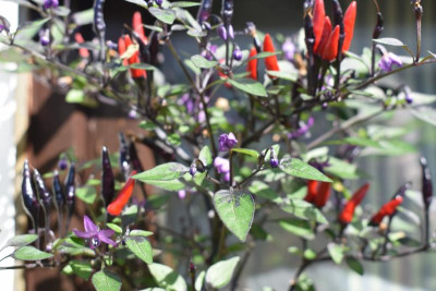 Chili 19 001.JPG