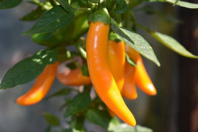 Chili 19 004.JPG
