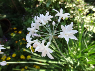 tulbaghia pearl.JPG