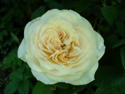 Perdita_06_07.JPG