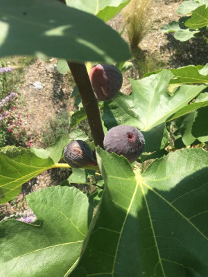 Pastiliere_2019050919.jpg
