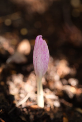DSCF0123_4144.JPG