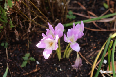 DSCF0124_4145.JPG