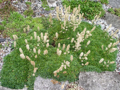 Petrophytum cinerascens 06.09.19.JPG
