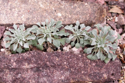 Physaria rollinsii 06.09.19.JPG