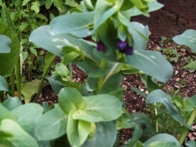 cerinthe_major.JPG