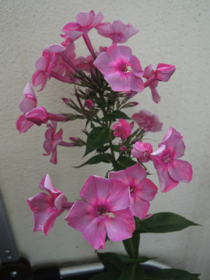 DSCN3649_4149.JPG