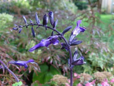 Salvia Blütenstand.JPG