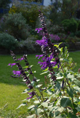 Salvia-Amistad.19-1.jpg