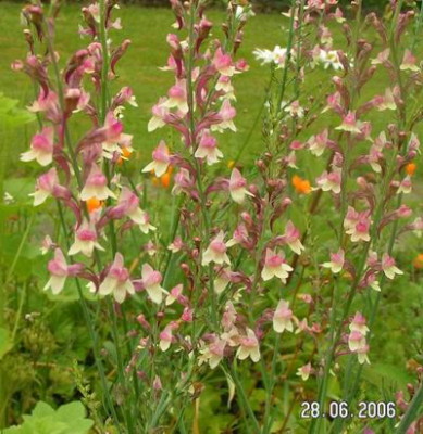 linaria-rosagelbkl.jpg