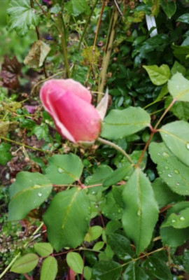 IMG_20190907_101312.jpg