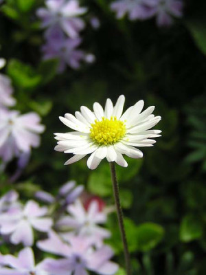 bellis_phlox.jpg