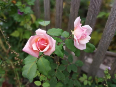 IMG_20190908_074056.jpg