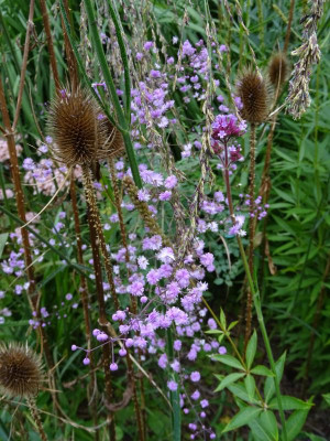 Thalictrum delavayi Hewitt's Double September 2019.JPG