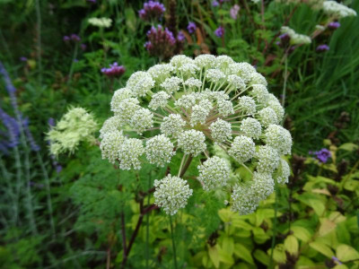 Selinum wallichianum September 2019.JPG