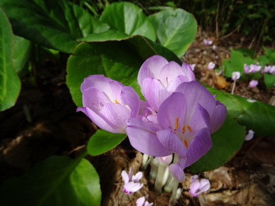 Colchicum autimnale September 2019.JPG